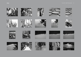 PansakChin B&W Photography 35Plant
 