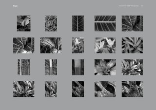PansakChin B&W Photography 40Plant
 
