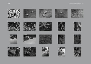 PansakChin B&W Photography 41Plant
 