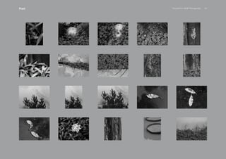 PansakChin B&W Photography 42Plant
 