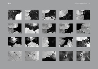 PansakChin B&W Photography 44Plant
 