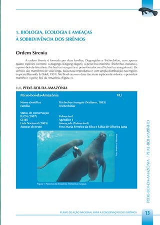1. BIOLOGIA, ECOLOGIA E AMEAÇAS
À SOBREVIVÊNCIA DOS SIRÊNIOS


Ordem Sirenia
         A ordem Sirenia é formada por duas famílias, Dugongidae e Trichechidae, com apenas
quatro espécies viventes: o dugongo (Dugong dugon), o peixe-boi marinho (Trichechus manatus),
o peixe-boi-da-Amazônia (Trichechus inunguis) e o peixe-boi-africano (Trichechus senegalensis). Os
sirênios são mamíferos de vida longa, baixa taxa reprodutiva e com ampla distribuição nas regiões
tropicais (Reynolds & Odell, 1991). No Brasil ocorrem duas das atuais espécies de sirênios: o peixe-boi
marinho e o peixe-boi-da-Amazônia (Figura 1).


1.1. PEIXE-BOI-DA-AMAZÔNIA
   Peixe-boi-da-Amazônia                                                                             VU
   Nome científico                       Trichechus inunguis (Natterer, 1883)
   Família                               Trichechidae

   Status de conservação
   IUCN (2007)                           Vulnerável
   CITES                                 Apêndice I




                                                                                                                 PEIXE-BOI-DA-AMAZÔNIA / PEIXE-BOI MARINHO
   Lista Nacional (2003)                 Ameaçada (Vulnerável)
   Autoras do texto                      Vera Maria Ferreira da Silva e Fábia de Oliveira Luna
                                                                                    Foto: Anselmo d’ Affonseca




                  Figura 1. Peixe-boi-da-Amazônia, Trichechus inunguis.




                                          PLANO DE AÇÃO NACIONAL PARA A CONSERVAÇÃO DOS SIRÊNIOS
                                                                                                                 13
 