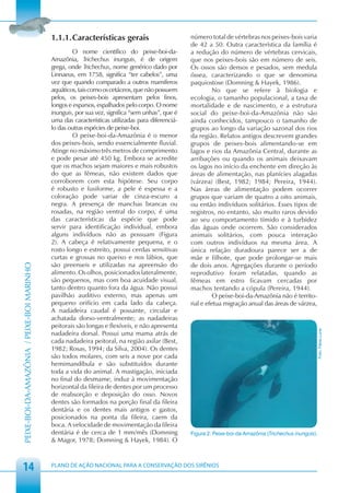 1.1.1. Características gerais                         número total de vértebras nos peixes-bois varia
                                                                                                  de 42 a 50. Outra característica da família é
                                                    O nome científico do peixe-boi-da-            a redução do número de vértebras cervicais,
                                            Amazônia, Trichechus inunguis, é de origem            que nos peixes-bois são em número de seis.
                                            grega, onde Trichechus, nome genérico dado por        Os ossos são densos e pesados, sem medula
                                            Linnaeus, em 1758, significa “ter cabelos”, uma       óssea, caracterizando o que se denomina
                                            vez que quando comparado a outros mamíferos           paquiostose (Domning & Hayek, 1986).
                                            aquáticos, tais como os cetáceos, que não possuem               No que se refere à biologia e
                                            pelos, os peixes-bois apresentam pelos finos,         ecologia, o tamanho populacional, a taxa de
                                            longos e esparsos, espalhados pelo corpo. O nome      mortalidade e de nascimento, e a estrutura
                                            inunguis, por sua vez, significa “sem unhas”, que é   social do peixe-boi-da-Amazônia não são
                                            uma das características utilizadas para diferenciá-   ainda conhecidos, tampouco o tamanho de
                                            lo das outras espécies de peixe-boi.                  grupos ao longo da variação sazonal dos rios
                                                    O peixe-boi-da-Amazônia é o menor             da região. Relatos antigos descrevem grandes
                                            dos peixes-bois, sendo essencialmente fluvial.        grupos de peixes-bois alimentando-se em
                                            Atinge no máximo três metros de comprimento           lagos e rios da Amazônia Central, durante as
                                            e pode pesar até 450 kg. Embora se acredite           arribações ou quando os animais deixavam
                                            que os machos sejam maiores e mais robustos           os lagos no início da enchente em direção às
                                            do que as fêmeas, não existem dados que               áreas de alimentação, nas planícies alagadas
                                            corroborem com esta hipótese. Seu corpo               (várzea) (Best, 1982; 1984; Pereira, 1944).
                                            é robusto e fusiforme, a pele é espessa e a           Nas áreas de alimentação podem ocorrer
                                            coloração pode variar de cinza-escuro a               grupos que variam de quatro a oito animais,
                                            negra. A presença de manchas brancas ou               ou então indivíduos solitários. Esses tipos de
                                            rosadas, na região ventral do corpo, é uma            registros, no entanto, são muito raros devido
                                            das características da espécie que pode               ao seu comportamento tímido e à turbidez
                                            servir para identificação individual, embora          das águas onde ocorrem. São considerados
                                            alguns indivíduos não as possuam (Figura              animais solitários, com pouca interação
                                            2). A cabeça é relativamente pequena, e o             com outros indivíduos na mesma área. A
                                            rosto longo e estreito, possui cerdas sensitivas      única relação duradoura parece ser a de
                                            curtas e grossas no queixo e nos lábios, que          mãe e filhote, que pode prolongar-se mais
                                            são preenseis e utilizadas na apreensão do            de dois anos. Agregações durante o período
PEIXE-BOI-DA-AMAZÔNIA / PEIXE-BOI MARINHO




                                            alimento. Os olhos, posicionados lateralmente,        reprodutivo foram relatadas, quando as
                                            são pequenos, mas com boa acuidade visual,            fêmeas em estro ficavam cercadas por
                                            tanto dentro quanto fora da água. Não possui          machos tentando a cópula (Pereira, 1944).
                                            pavilhão auditivo externo, mas apenas um                        O peixe-boi-da-Amazônia não é territo-
                                            pequeno orifício em cada lado da cabeça.              rial e efetua migração anual das áreas de várzea,
                                            A nadadeira caudal é possante, circular e
                                            achatada dorso-ventralmente; as nadadeiras
                                            peitorais são longas e flexíveis, e não apresenta
                                                                                                                                                       Foto: Fábia Luna


                                            nadadeira dorsal. Possui uma mama atrás de
                                            cada nadadeira peitoral, na região axilar (Best,
                                            1982; Rosas, 1994; da Silva, 2004). Os dentes
                                            são todos molares, com seis a nove por cada
                                            hemimandíbula e são substituídos durante
                                            toda a vida do animal. A mastigação, iniciada
                                            no final do desmame, induz à movimentação
                                            horizontal da fileira de dentes por um processo
                                            de reabsorção e deposição do osso. Novos
                                            dentes são formados na porção final da fileira
                                            dentária e os dentes mais antigos e gastos,
                                            posicionados na ponta da fileira, caem da
                                            boca. A velocidade de movimentação da fileira
                                            dentária é de cerca de 1 mm/mês (Domning              Figura 2: Peixe-boi-da-Amazônia (Trichechus inunguis).
                                            & Magor, 1978; Domning & Hayek, 1984). O



 14                                         PLANO DE AÇÃO NACIONAL PARA A CONSERVAÇÃO DOS SIRÊNIOS
 