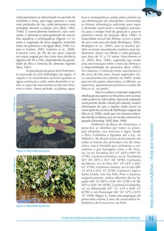 onde permanece se alimentando no período de        ticas e semiaquáticas usadas pelos animais na
                   enchente e cheia, para lagos perenes e canais      sua alimentação são abundantes, fornecendo
                   mais profundos de rios, onde permanece mais        às fêmeas alimentação suficiente para repor
                   protegido durante a estação seca (Best, 1982;      a demanda nutricional e energética necessá-
                   1984). É essencialmente herbívoro, não rumi-       ria para o estágio final da gestação e para os
                   nante, e alimenta-se principalmente de macró-      primeiros meses de lactação (Best, 1982). A
                   fitas aquáticas e semiaquáticas (Figuras 3 e 4),   maturidade sexual das fêmeas ocorre a partir
                   raízes e vegetação de áreas alagadas, incluindo    de seis a sete anos de idade (Rodrigues, 2002;
                   frutos de palmeiras e do igapó (Best, 1984, Co-    Rodrigues et al., 2003), mas os machos po-
                   lares e Colares, 2002; Guterres et al., 2008).     dem se tornar sexualmente maduros mais tar-
                   Consome cerca de 8% do seu peso corporal           diamente. Nasce um filhote a cada gestação,
                   em massa vegetal por dia e tem uma eficiência      que dura de 11 a 12 meses (Nascimento et
                   digestiva de 44 a 70%, dependendo da quanti-       al., 2002; Best, 1984), sugerindo que existe
                   dade de fibra e minerais do alimento ingerido      uma sincronização entre o estro das fêmeas e
                   (Best, 1981).                                      a disponibilidade de alimentos (Best, 1983).
                           A reprodução do peixe-boi é fortemen-      Em cativeiro, o intervalo entre nascimentos é
                   te associada ao ciclo hidrológico da região. A     de cerca de três anos. Foram registrados cin-
                   cópula e os nascimentos ocorrem quando as          co nascimentos em cativeiro no INPA, sendo
                   águas começam a subir, entre dezembro e ju-        que em três partos observados, os filhotes, ao
                   nho, e o pico de nascimentos se dá entre feve-     nascerem, apresentaram primeiro a cauda (da
                   reiro e maio. Nesse período, as plantas aquá-      Silva et al., no prelo).
                                                                                    Não se conhece a extensão original da
                                                                      distribuição da espécie na Amazônia, nem as áreas
Foto: Fábia Luna




                                                                      onde poderia ter sido extinta. Apesar de explorada
                                                                      maciçamente desde o Brasil pré-colonial, existem
                                                                      informações de que a espécie ainda ocorre na
                                                                      maior parte da sua área de distribuição original (da
                                                                      Silva et al, 2008), ainda que em números reduzi-
                                                                      dos devido à intensa caça em escala comercial no
                                                                      passado (Domning, 1982; Best, 1984).
                                                                               Endêmico da Bacia do Amazonas, o




                                                                                                                             PEIXE-BOI-DA-AMAZÔNIA / PEIXE-BOI MARINHO
                                                                      peixe-boi se distribui por todos os princi-
                                                                      pais afluentes, rios menores e lagos, desde
                                                                      o Peru, Colômbia e Equador até a foz, no
                                                                      Atlântico. No Brasil ocorre praticamente em
                                                                      todas as bacias dos principais rios da Ama-
                                                                      zônia, mas é limitado por cachoeiras e cor-
                   Figura 3: Macróﬁtas aquáticas.
                                                                      redeiras e por barragens como a de Tucu-
                                                                      ruí, no rio Tocantins (03o 41' 38"S e 049o 42'
                                                                      11"W), Cachoeira Porteira, no rio Trombetas
                                                                      (01o 04' 28"S e 057o 04' 18"W), Cachoeira
Foto: Fábia Luna




                                                                      da Macori, no rio Paru (01o 19' 24"S e 056o
                                                                      03' 15"W), Cachoeira Aurora, no rio Jari (00o
                                                                      15' 44"S e 052o 45' 32"W), Cachoeira Tapir e
                                                                      Santa Úrsula, nos rios Teles Pires e Juruena,
                                                                      respectivamente, ambos afluentes do rio Ta-
                                                                      pajós (09o 29' 00"S e 056o 04' 53"W e 8o 06'
                                                                      46"S e 058o 20' 58"W), Cachoeira Comprida,
                                                                      no rio Nhámunda (01o 12' 33"S e 058o 21'
                                                                      02"W) e em Eiurunepé (06o 54' 52"S e 070o
                                                                      33' 10"W) (Figura 5). Existe uma população de
                                                                      peixes-bois restrita à área do reservatório hi-
                                                                      drelétrico de Curuá-Una, no Pará.
                   Figura 4: Macróﬁtas aquáticas.



                                                       PLANO DE AÇÃO NACIONAL PARA A CONSERVAÇÃO DOS SIRÊNIOS
                                                                                                                             15
 