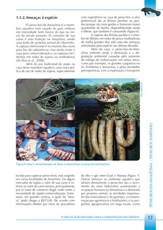 1.1.2. Ameaças à espécie                                com experiência na caça de peixe-boi, o alvo
                                                        preferencial são as fêmeas prenhas ou pari-
        O peixe-boi-da-Amazônia é o mamí-               das porque são mais gordas e fornecem maior
fero aquático mais caçado do país, embora               quantidade de banha, disponibilizando ainda
em intensidade bem menor do que no iní-                 o filhote, que também é consumido (Figura 6).
cio do século passado. O consumo de sua                          A captura das fêmeas paridas e o ema-
carne é uma tradição na Amazônia, sendo                 lhe de filhotes em redes de pesca (malhadeiras
uma fonte de proteína animal do ribeirinho.             de malha grande) têm sido uma das ameaças
A captura intencional é na maioria das vezes            enfrentadas pela espécie nas últimas décadas.
para fins de subsistência, mas ainda existe a                    Além da caça, o peixe-boi-da-Ama-
caça para comercialização e as capturas inci-           zônia enfrenta ainda a destruição e a de-
dentais em redes de espera ou malhadeiras               gradação ambiental causadas pelo aumento
(da Silva et al., 2008).                                do tráfego de embarcações em certas áreas,
        Além do uso tradicional do arpão na             como por exemplo, os grandes cargueiros no
caça desse mamífero aquático, uma nova prá-             rio Trombetas e Amazonas, e pelas atividades
tica de uso de redes de espera, especialmente           petroquímicas, com a exploração e transporte




                                                                                                           Foto: Fábia Luna




                                                                                                                              PEIXE-BOI-DA-AMAZÔNIA / PEIXE-BOI MARINHO


Figura 6: Caça e comercialização de carne e subprodutos do peixe-boi-da-Amazônia.



tecidas para capturar peixes-bois, está surgindo        de óleo e gás entre Coari e Manaus (Figura 7).
em várias localidades da Amazônia. Em alguns            Outras ameaças ao ambiente aquático que
mercados da região o valor de sua carne é in-           afetam diretamente o peixe-boi são o incre-
ferior ao valor da carne bovina, principalmente         mento do setor hidroviário aumentando a
por se tratar de comércio ilegal, onde existe a         ocupação humana na Amazônia e a demanda
necessidade de rápida comercialização. Entre-           por proteína animal; as atividades impactan-
tanto, em grandes centros, o quilo da “mixi-            tes das mineradoras e do garimpo; a contami-
ra” pode chegar a R$15,00. De acordo com                nação por agrotóxicos e fertilizantes; e os pro-
informações obtidas por meio de pescadores              gramas agropecuários em larga escala, como



                                      PLANO DE AÇÃO NACIONAL PARA A CONSERVAÇÃO DOS SIRÊNIOS
                                                                                                                              17
 