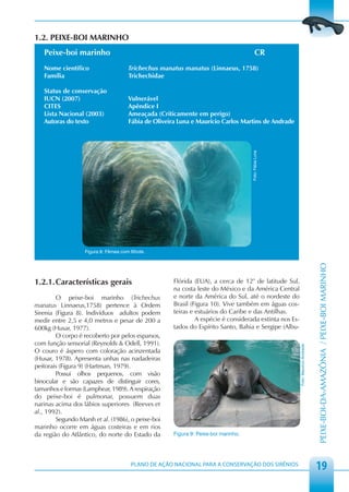 1.2. PEIXE-BOI MARINHO
   Peixe-boi marinho                                                                        CR
   Nome científico                    Trichechus manatus manatus (Linnaeus, 1758)
   Família                            Trichechidae

   Status de conservação
   IUCN (2007)                        Vulnerável
   CITES                              Apêndice I
   Lista Nacional (2003)              Ameaçada (Criticamente em perigo)
   Autoras do texto                   Fábia de Oliveira Luna e Maurício Carlos Martins de Andrade




                                                                                     Foto: Fábia Luna
                   Figura 8: Fêmea com ﬁlhote.




                                                                                                                                  PEIXE-BOI-DA-AMAZÔNIA / PEIXE-BOI MARINHO
1.2.1. Características gerais                         Flórida (EUA), a cerca de 12° de latitude Sul,
                                                      na costa leste do México e da América Central
        O peixe-boi marinho (Trichechus               e norte da América do Sul, até o nordeste do
manatus Linnaeus,1758) pertence à Ordem               Brasil (Figura 10). Vive também em águas cos-
Sirenia (Figura 8). Indivíduos adultos podem          teiras e estuários do Caribe e das Antilhas.
medir entre 2,5 e 4,0 metros e pesar de 200 a                  A espécie é considerada extinta nos Es-
600kg (Husar, 1977).                                  tados do Espírito Santo, Bahia e Sergipe (Albu-
        O corpo é recoberto por pelos esparsos,
com função sensorial (Reynolds & Odell, 1991).
                                                                                                         Foto: Maurício Andrade




O couro é áspero com coloração acinzentada
(Husar, 1978). Apresenta unhas nas nadadeiras
peitorais (Figura 9) (Hartman, 1979).
        Possui olhos pequenos, com visão
binocular e são capazes de distinguir cores,
tamanhos e formas (Lamphear, 1989). A respiração
do peixe-boi é pulmonar, possuem duas
narinas acima dos lábios superiores (Reeves et
al., 1992).
        Segundo Marsh et al. (1986), o peixe-boi
marinho ocorre em águas costeiras e em rios
da região do Atlântico, do norte do Estado da         Figura 9: Peixe-boi marinho.




                                       PLANO DE AÇÃO NACIONAL PARA A CONSERVAÇÃO DOS SIRÊNIOS
                                                                                                                                  19
 
