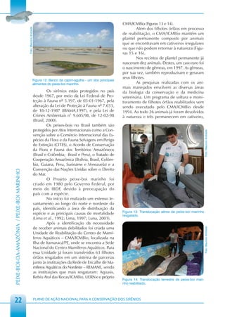 CMA/ICMBio (Figuras 13 e 14).
                                                                                                                                 Além dos filhotes órfãos em processo
                                            Foto: Maurício Andrade
                                                                                                                        de reabilitação, o CMA/ICMBio mantém um
                                                                                                                        plantel permanente composto por animais
                                                                                                                        que se encontravam em cativeiros irregulares
                                                                                                                        ou que não podem retornar à natureza (Figu-
                                                                                                                        ras 15 e 16).
                                                                                                                                 Nos recintos de plantel permanente já
                                                                                                                        nasceram dez animais. Destes, um caso raro foi
                                                                                                                        o nascimento de gêmeas, em 1997. As gêmeas,
                                                                                                                        por sua vez, também reproduziram e geraram
                                                                                                                        seus filhotes.
                                                                 Figura 12: Banco de capim-agulha - um dos principais
                                                                 alimentos do peixe-boi marinho.                                 As pesquisas realizadas com os ani-
                                                                                                                        mais manejados envolvem as diversas áreas
                                                                              Os sirênios estão protegidos no país      da biologia da conservação e da medicina
                                                                     desde 1967, por meio da Lei Federal de Pro-        veterinária. Um programa de soltura e moni-
                                                                     teção à Fauna nº 5.197, de 03-01-1967, pela        toramento de filhotes órfãos reabilitados vem
                                                                     alteração da Lei de Proteção à Fauna nº 7.653,     sendo executado pelo CMA/ICMBio desde
                                                                     de 18-12-1987 (IBAMA,1997), e pela Lei de          1994. Ao todo 26 animais já foram devolvidos
                                                                     Crimes Ambientais n° 9.605/98, de 12-02-98         à natureza e três permanecem em cativeiro,
                                                                     (Brasil, 2000).
                                                                              Os peixes-bois no Brasil também são
                                                                     protegidos por Atos Internacionais como a Con-




                                                                                                                                                                               Foto: Maurício Andrade
                                                                     venção sobre o Comércio Internacional das Es-
                                                                     pécies da Flora e da Fauna Selvagens em Perigo
                                                                     de Extinção (CITES), o Acordo de Conservação
                                                                     da Flora e Fauna dos Territórios Amazônicos
                                                                     (Brasil e Colômbia; Brasil e Peru), o Tratado de
                                                                     Cooperação Amazônica (Bolívia, Brasil, Colôm-
                                                                     bia, Guiana, Peru, Suriname e Venezuela) e a
                                                                     Convenção das Nações Unidas sobre o Direito
PEIXE-BOI-DA-AMAZÔNIA / PEIXE-BOI MARINHO




                                                                     do Mar.
                                                                              O Projeto peixe-boi marinho foi
                                                                     criado em 1980 pelo Governo Federal, por
                                                                     meio do IBDF, devido à preocupação do
                                                                     país com a espécie.
                                                                              No início foi realizado um extenso le-
                                                                     vantamento ao longo do norte e nordeste do
                                                                     país, identificando a área de distribuição da
                                                                                                                        Figura 13: Translocação aérea de peixe-boi marinho
                                                                     espécie e as principais causas de mortalidade      resgatado.
                                                                     (Lima et al., 1992; Lima, 1997; Luna, 2001).
                                                                              Após a identificação da necessidade
                                                                     de receber animais debilitados foi criada uma
                                                                                                                                                                               Foto: Maurício Andrade




                                                                     Unidade de Reabilitação do Centro de Mamí-
                                                                     feros Aquáticos – CMA/ICMBio, localizada na
                                                                     Ilha de Itamaracá/PE, onde se encontra a Sede
                                                                     Nacional do Centro Mamíferos Aquáticos. Para
                                                                     essa Unidade já foram transferidos 63 filhotes
                                                                     órfãos resgatados em um sistema de parcerias
                                                                     junto às instituições da Rede de Encalhe de Ma-
                                                                     míferos Aquáticos do Nordeste – REMANE, sendo
                                                                     as instituições que mais resgataram: Aquasis,
                                                                     Rebio Atol das Rocas/ICMBio, UERN e o próprio
                                                                                                                        Figura 14: Translocação terrestre de peixe-boi mari-
                                                                                                                        nho reabilitado.




 22                                                                  PLANO DE AÇÃO NACIONAL PARA A CONSERVAÇÃO DOS SIRÊNIOS
 