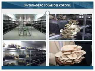 INVERNADERO SOLAR DEL CORONIL
 