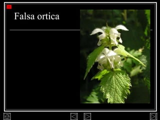 Falsa ortica 