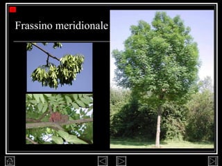 Frassino meridionale 