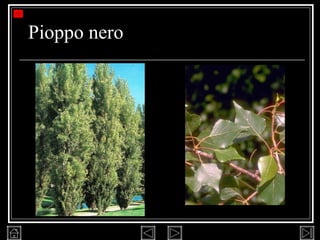 Pioppo nero 