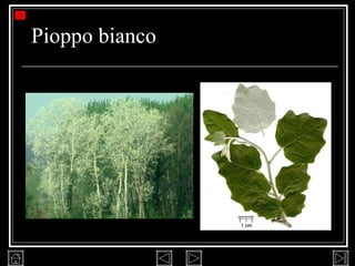 Pioppo bianco 
