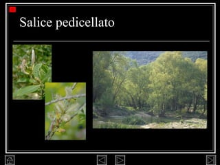 Salice pedicellato 