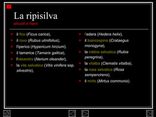La ripisilva il  fico  ( Ficus carica ),  il  rovo  ( Rubus ulmifolius ),  l'iperico ( Hypericum hircium ),  il tamerice ( Tamarix gallica ),  l' oleandro  ( Nerium oleander ),  la  vite selvatica  ( Vitis vinifera  ssp.  silvestris ),  l' edera  ( Hedera helix ),  il  biancospino  ( Crataegus monogyna ),  la  robbia selvatica  ( Rubia peregrina ),  la  vitalba  ( Clematis vitalba ),  la  rosa selvatica  ( Rosa sempervirens ),  il  mirto  ( Mirtus communis ). arbusti e liane 
