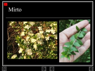 Mirto 