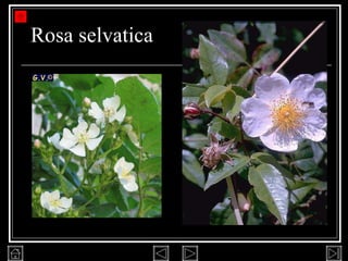 Rosa selvatica 