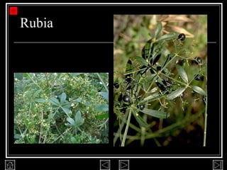 Rubia 