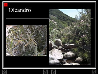 Oleandro 
