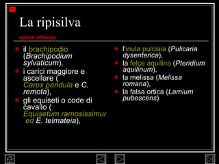 La ripisilva il  brachipodio  ( Brachipodium sylvaticum ),  i carici maggiore e ascellare ( Carex pendula   e  C. remota ),  gli equiseti o code di cavallo ( Equisetum ramosissimum  ed  E. telmateia ),  l' inula pulciaia  ( Pulicaria   dysenterica ),  la  felce aquilina  ( Pteridium aquilinum ),  la melissa ( Melissa romana ),  la falsa ortica ( Lamium pubescens ) specie erbacee 