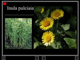 Inula pulciaia 