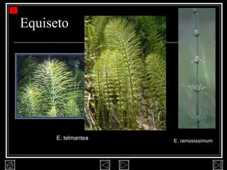 Equiseto E. telmantea E. ramosissimum 
