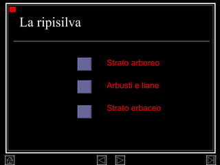 La ripisilva Strato arboreo Arbusti e liane Strato erbaceo 