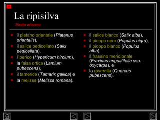 La ripisilva il  platano orientale  ( Platanus orientalis ),  il  salice pedicellato  ( Salix   pedicellata ),  l' iperico  ( Hypericum hircium ),  la  falsa ortica  ( Lamium pubescens ),  il  tamerice  ( Tamarix gallica ) e  la  melissa  ( Melissa romana ) . il  salice bianco  ( Salix alba ),  il  pioppo nero  ( Populus   nigra ),  il  pioppo bianco  ( Populus alba ),  il  frassino meridionale  ( Fraxinus angustifolia  ssp.  oxycarpa ), e  la  roverella  ( Quercus pubescens ).  Strato arboreo 