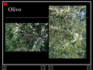 Olivo 
