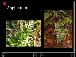 Asplenium 