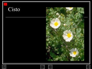 Cisto 