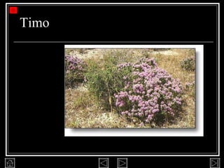 Timo 