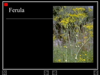 Ferula 
