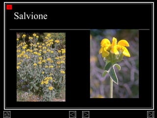 Salvione 