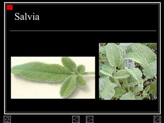 Salvia 