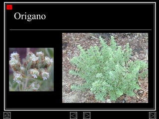 Origano 