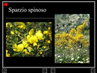 Sparzio spinoso 