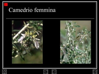 Camedrio femmina 