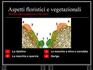 Aspetti floristici e vegetazionali La macchia a olivo e carrubbo Gariga  La ripisilva La macchia a quercia 1 2 4 3 Struttura delle vegetazione nelle “cave”. 