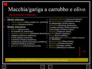 Macchia/gariga a carrubbo e olivo Strato arboreo: L'olivo selvatico  ( Olea europea  var.  sylvestris )  carrubo  ( Ceratonia siliqua ),   Strato arbustivo: il  leccio  ( Quercus ilex ),  la roverella ( Q. pubescens ),  l'euforbia arborescente  ( Euphorbia dendroides ),  l'alaterno ( Rhamnus alaternus ),  il mirto ( Myrtus   communis ),  il terebinto  (Pistacia terebintus), l'asparago pungente ( Asparagus acutifolius ),  il lentisco ( Pistacia lentiscus ),  la  palma nana  ( Chamaerops humilis )  il  camedrio femmina  ( Teucrium fruticans ),  lo  sparzio spinoso  ( Calicotome villosa ),  la salsapariglia ( Smilax aspera ),  l 'artemisia  ( Artemisia aborescens ) la robbia selvatica (Rubia peregrina)  il thè siciliano ( Prasium majus ),  l' origano  ( Origanum onites) ,  il  timo  ( Thymus capitatus ),  l ’erica  ( Erica   multiflora ),  il cisto rosso e il  c. femmina  ( Cistus incanus, C. salvifolius ),  la  salvia triloba  ( Salvia triloba ),  il  salvione  ( Phlomis fruticosa )  la  ferula  ( Ferulago nodosa ). l’ elicriso  ( Helichrysum scadens ) Strato arboreo e arbustivo (1) (1)   - Caratterizzano  l'associazione  dell' Oleo-Ceratonion :  Salvio-Phlomidetum fruticosae   