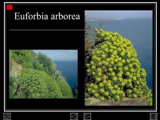 Euforbia arborea 