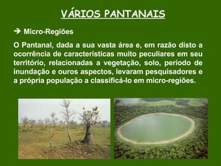 VÁRIOS PANTANAIS Micro-Regiões  O Pantanal, dada a sua vasta área e, em razão disto a ocorrência de características muito peculiares em seu território, relacionadas a vegetação, solo, período de inundação e ouros aspectos, levaram pesquisadores e a própria população a classificá-lo em micro-regiões.  