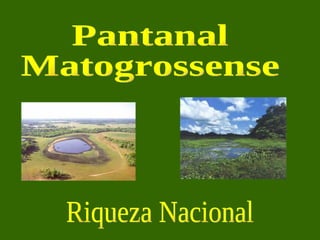 Pantanal  Matogrossense Riqueza Nacional 
