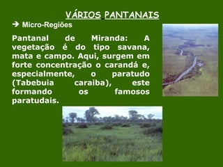 VÁRIOS   PANTANAIS Micro-Regiões  Pantanal de Miranda: A vegetação é do tipo savana, mata e campo. Aqui, surgem em forte concentração o carandá e, especialmente, o paratudo (Tabebuia caraiba), este formando os famosos paratudais.    