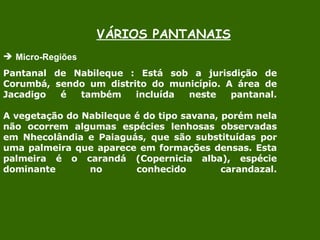 VÁRIOS PANTANAIS Micro-Regiões  Pantanal de Nabileque : Está sob a jurisdição de Corumbá, sendo um distrito do município. A área de Jacadigo é também incluída neste pantanal. A vegetação do Nabileque é do tipo savana, porém nela não ocorrem algumas espécies lenhosas observadas em Nhecolândia e Paiaguás, que são substituídas por uma palmeira que aparece em formações densas. Esta palmeira é o carandá (Copernicia alba), espécie dominante no conhecido carandazal. 