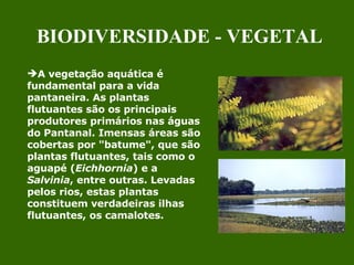 A vegetação aquática é fundamental para a vida pantaneira. As plantas flutuantes são os principais produtores primários nas águas do Pantanal. Imensas áreas são cobertas por "batume", que são plantas flutuantes, tais como o aguapé ( Eichhornia ) e a  Salvinia , entre outras. Levadas pelos rios, estas plantas constituem verdadeiras ilhas flutuantes, os camalotes.  BIODIVERSIDADE - VEGETAL 