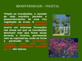 Após as inundações, a camada de lodo nutritivo permite o desenvolvimento de uma rica vegetação de ervas. A   palmeira carandá ( Copernicia australis )   ocorre em extensas formações nas áreas em que as inundações dominam mas que ficam secas durante o inverno, permeando com os cupinzeiros, onde se inicia o paratudal. Os   paratudais, formados pelos ipês roxos ( Tabebuia , localmente chamado piúva) , são típicos. BIODIVERSIDADE - VEGETAL 