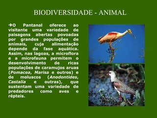 O Pantanal oferece ao visitante uma variedade de paisagens abertas povoadas por grandes populações de animais, cuja alimentação depende da fase aquática. Assim, nas lagoas, a microflora e a microfauna permitem o desenvolvimento de ricas populações de caramujos aruas ( Pomacea ,  Marisa  e outros) e de moluscos ( Anodontides ,  Castalia  e outras), que sustentam uma variedade de predadores como aves e répteis.  BIODIVERSIDADE - ANIMAL 