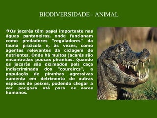 Os jacarés têm papel importante nas águas pantaneiras, onde funcionam como predadores "reguladores" da fauna piscícola e, às vezes, como agentes relevantes da ciclagem de nutrientes. Onde há muitos jacarés são encontradas poucas piranhas. Quando os jacarés são dizimados pela caça indiscriminada dos "coureiros", a população de piranhas agressivas aumenta em detrimento de outras espécies de peixes, podendo chegar a ser perigosa até para os seres humanos. BIODIVERSIDADE - ANIMAL 