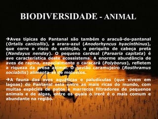 Aves típicas do Pantanal são também o aracuã-do-pantanal ( Ortalis canicollis ), a arara-azul ( Anodorhyncus hyacinthinus ), que corre o risco de extinção, o periquito de cabeça preta ( Nandayus nenday ). O pequeno cardeal ( Paroaria capitata ) é ave característica deste ecossistema. A enorme abundância de aves de rapina, especialmente o caracará ( Polyborus ), refletem a riqueza da presa animal. O gavião caramujeiro ( Rosthramus sociabilis ) alimenta-se de moluscos.  A fauna das aves aquáticas e paludículas (que vivem em lagoas) do Pantanal está entre as mais ricas do mundo, com muitas espécies de patos e marrecos filtradores de pequenos animais e de algas, entre os quais o irerê é o mais comum e abundante na região . BIODIVERSIDADE  - ANIMAL 
