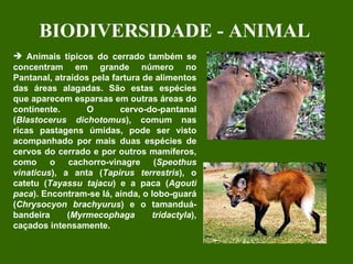 Animais típicos do cerrado também se concentram em grande número no Pantanal, atraídos pela fartura de alimentos das áreas alagadas. São estas espécies que aparecem esparsas em outras áreas do continente. O cervo-do-pantanal ( Blastocerus dichotomus ), comum nas ricas pastagens úmidas, pode ser visto acompanhado por mais duas espécies de cervos do cerrado e por outros mamíferos, como o cachorro-vinagre ( Speothus vinaticus ), a anta ( Tapirus terrestris ), o catetu ( Tayassu tajacu ) e a paca ( Agouti paca ). Encontram-se lá, ainda, o lobo-guará ( Chrysocyon brachyurus ) e o tamanduá-bandeira ( Myrmecophaga tridactyla ), caçados intensamente.  BIODIVERSIDADE - ANIMAL 
